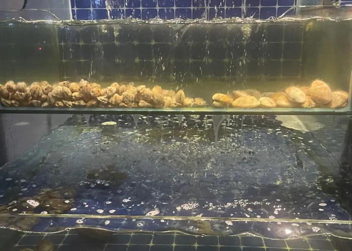 Ocean Real Проживание в семье *