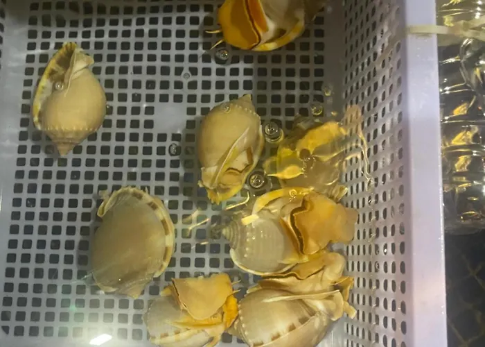 Проживание в семье Ocean Real *